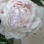 Blush Peony Flowers | Oregon Coastal Flowers LLC Blush Peony Flowers