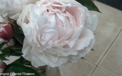 5.23.19 Bulk Blush Peonies and White Peony Flowers sold wholesale.
