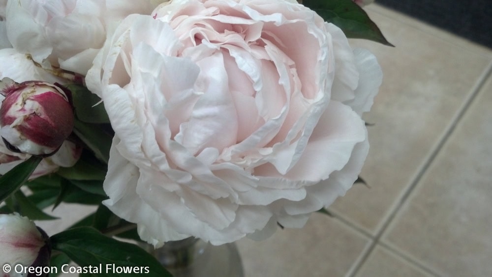 Blush Peony Flowers | Oregon Coastal Flowers LLC Blush Peony Flowers