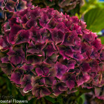 Burgundy Antique Hydrangea Flowers | Oregon Coastal Flowers LLC Burgundy Antique Hydrangea Flowers
