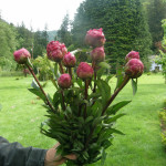 Burgundy Peony Flowers | Oregon Coastal Flowers LLC Burgundy Peony Flowers