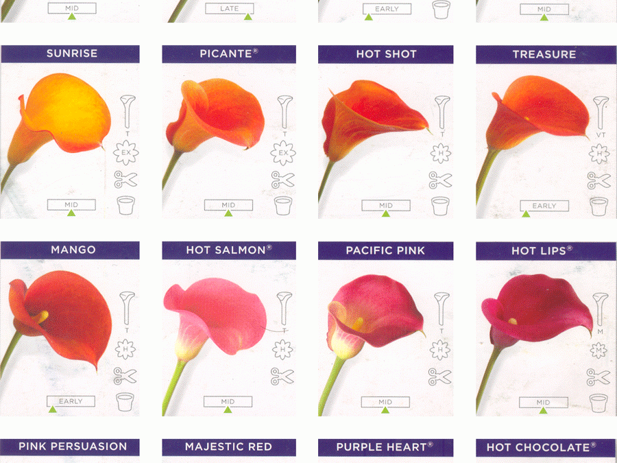 New Zealand bred, Oregon grown Calla Lilies