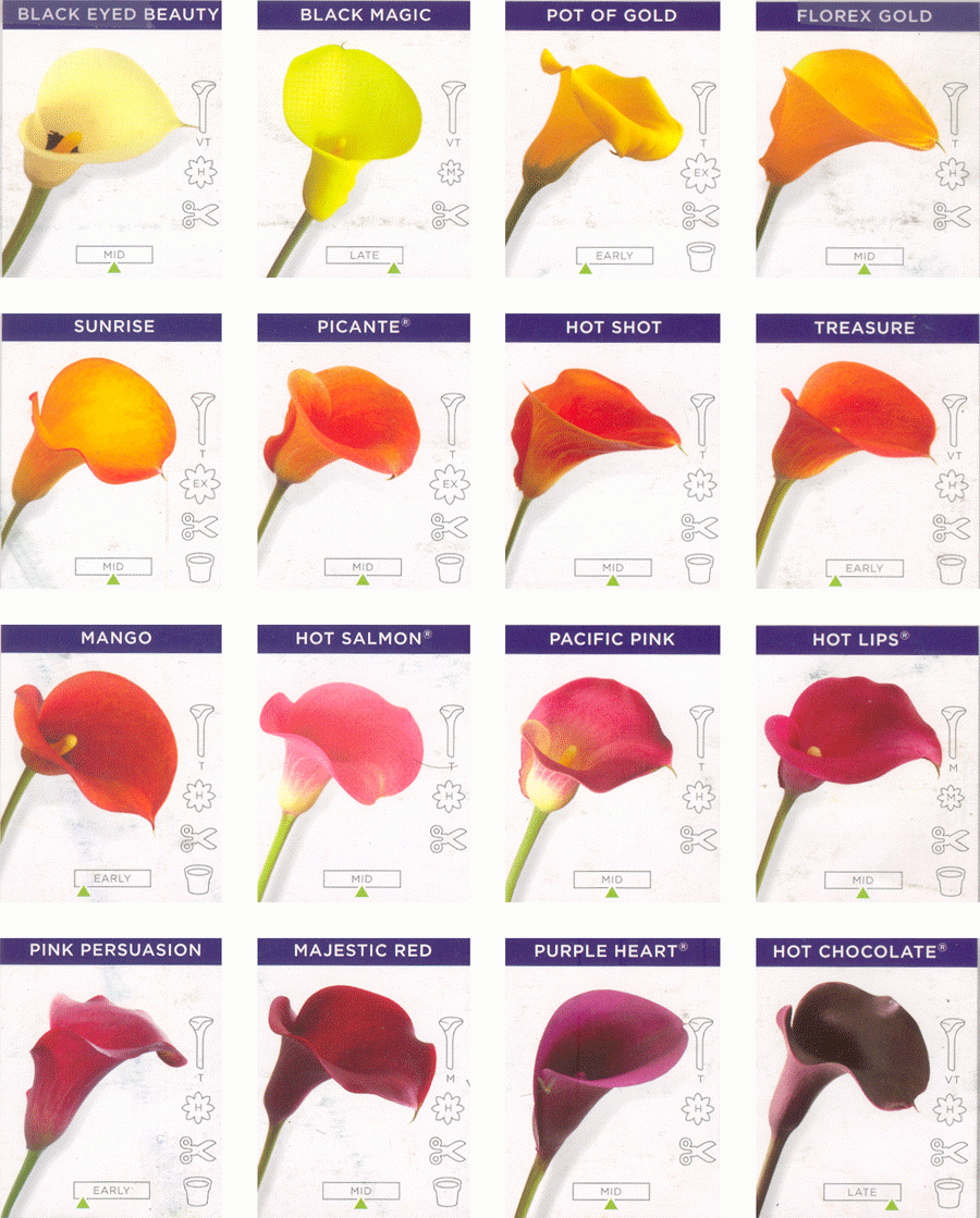 calla lily colors