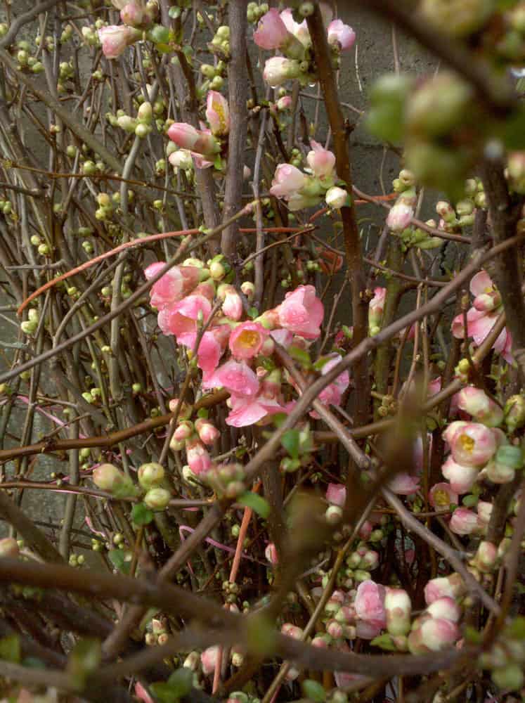 Chinese New Year Flowering Quince Branches | Oregon Coastal Flowers LLC Chinese New Year Flowering Quince Branches