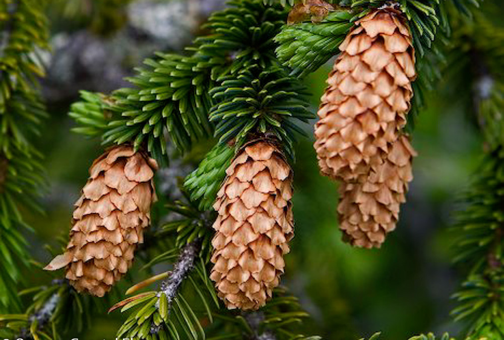Specialty Evergreen Branches with Cones