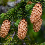 Christmas Cones