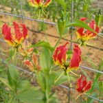 Climbing Lily, Specialty Garden Flower | Oregon Coastal Flowers LLC OLYMPUS DIGITAL CAMERA