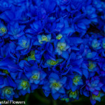 Cobalt Blue Double Blooming Hydrangea | Oregon Coastal Flowers LLC Cobalt Blue Double Blooming Hydrangea