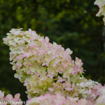 Conical Pee Gee Hydrangea | Oregon Coastal Flowers LLC Conical Pee Gee Hydrangea
