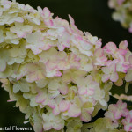 Creamy White and Pink Pee Gee Hydrangea | Oregon Coastal Flowers LLC Pee Gee Hydrangeas Flowers