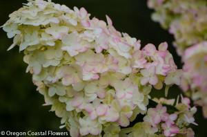 Pee Gee Hydrangeas Flowers
