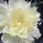 Creamy White Peonies