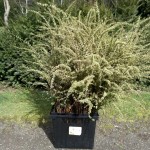 Cut Spirea | Oregon Coastal Flowers LLC Cut Spirea