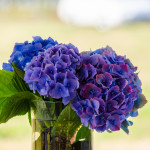 Dark blue hydrangea | Oregon Coastal Flowers LLC Dark blue hydrangea
