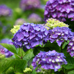 Dark Lavender Hydrangea Bridal Flowers | Oregon Coastal Flowers LLC Dark Lavender Hydrangea Bridal Flowers