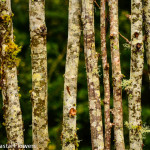 Decorative Birch Fencing