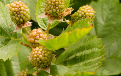 Thornless Blackberry Stems