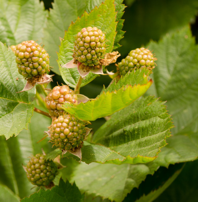 Thornless Blackberry Stems