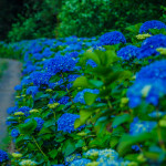 Deep Blue Fresh Hydrangea Wedding Flowers | Oregon Coastal Flowers LLC Deep Blue Fresh Hydrangea Wedding Flowers