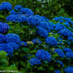 Deep Dark Blue Wholesale Fresh Hydrangea Flowers | Oregon Coastal Flowers LLC Deep Dark Blue Wholesale Fresh Hydrangea Flowers