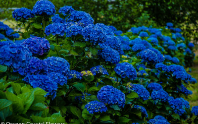 American Grown Beautiful Blue Hydrangea