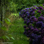 Deep Purple Hydrangea Wedding Flowers | Oregon Coastal Flowers LLC Deep Purple Hydrangea Wedding Flowers