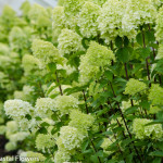 Delicate Lime Green Limelight Hydrangea | Oregon Coastal Flowers LLC Delicate Lime Green Limelight Hydrangea
