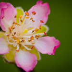 Delicate Spring Pink Flowering Peach Branches