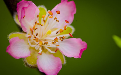 Peach Blossoms in January 1.12.18