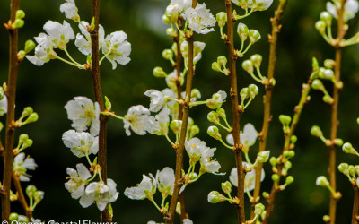 Delicate, White, Blooming Plum Branches