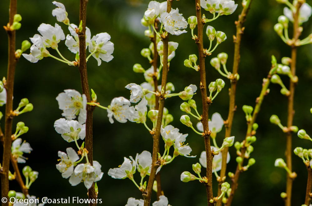 Delicate, White, Blooming Plum Branches