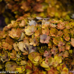 Double Bloom Antique Hydrangea | Oregon Coastal Flowers LLC Double Bloom Antique Hydrangea