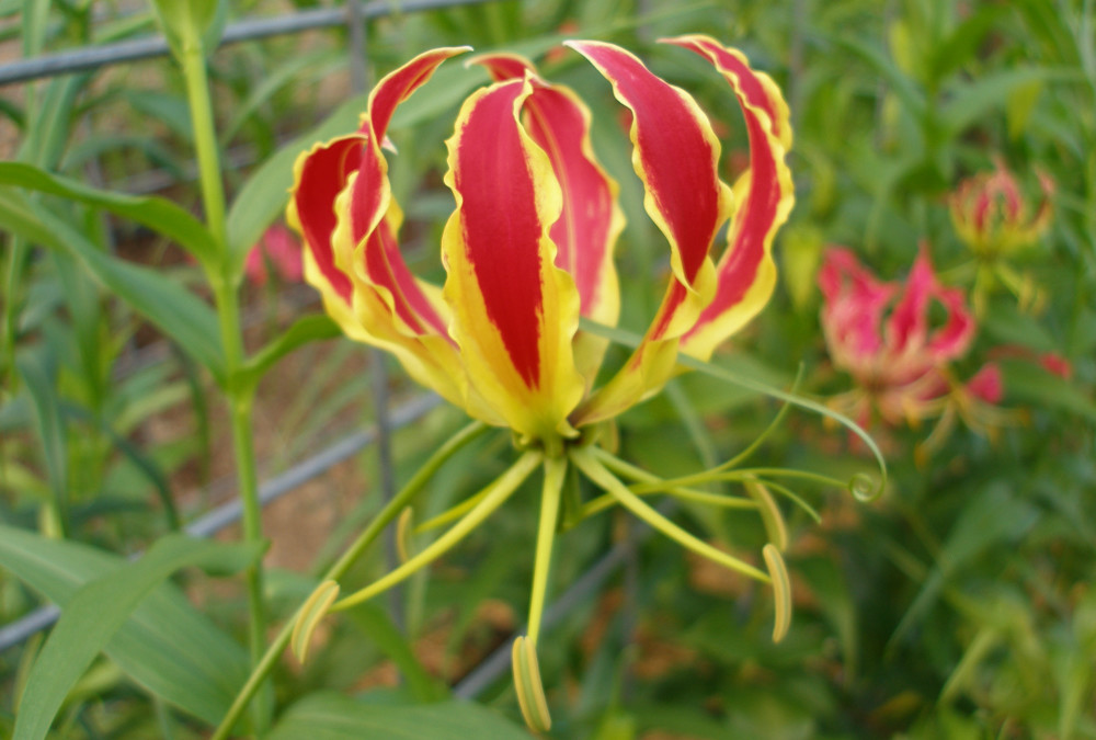 7.22.22 Long Stemmed Gloriosa Lily Specialty Cut Flowers