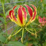 Exotic Blooming Gloriosa Lily
