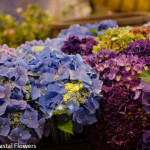 Exotic Wholesale Cut Hydrangea Flowers | Oregon Coastal Flowers LLC Exotic Wholesale Cut Hydrangea Flowers