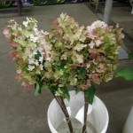 Farm Fresh Pee Gee Hydrangea | Oregon Coastal Flowers LLC Farm Fresh Pee Gee Hydrangea