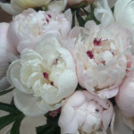 Festiva Maxima Peonies