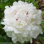 Festiva Maxima Peony Flowers