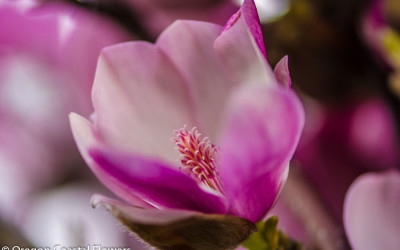 Tulip Magnolia Blooming Branches