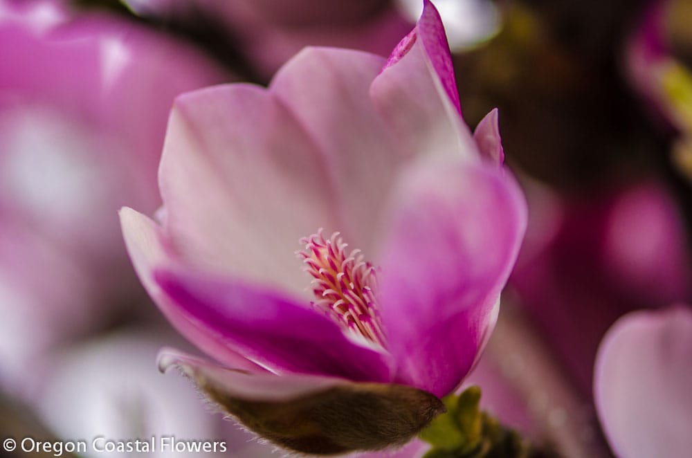 Tulip Magnolia Blooming Branches