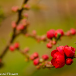 Flowering Red Quince Chinese New Year Branches | Oregon Coastal Flowers LLC Flowering Red Quince Chinese New Year Branches