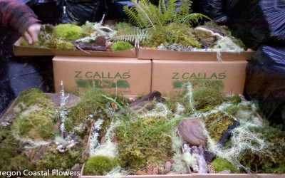 8.06.18 Mood Moss & Forest Droppings on the Oregon Coast