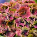 Fresh Antique Bridal Bouquet Hydrangea | Oregon Coastal Flowers LLC Fresh Antique Bridal Bouquet Hydrangea