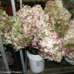 Fresh Antique Pee Gee Hydrangea | Oregon Coastal Flowers LLC Fresh Antique Pee Gee Hydrangea