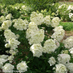 Fresh Creamy Pee Gee Hydrangea | Oregon Coastal Flowers LLC Fresh Creamy Pee Gee Hydrangea