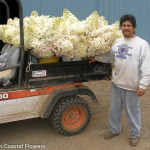 Fresh Cut Pee Gee Hydrangea | Oregon Coastal Flowers LLC Fresh Cut Pee Gee Hydrangea
