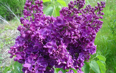 Premium Oregon Lilac