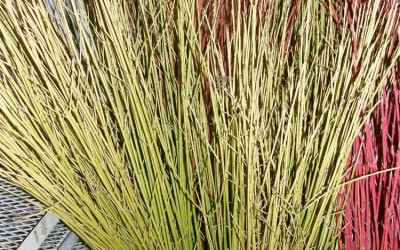 Yellow Dogwood Sticks