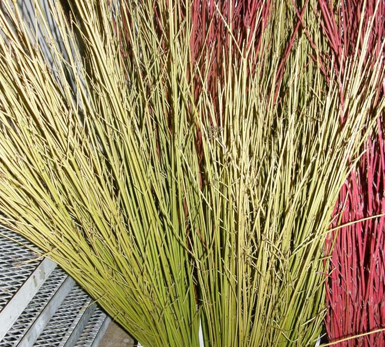 Yellow Dogwood Sticks