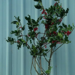 Fresh Holiday Holly Branches with Berries